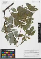 Foto von Salix glabra Scop.
